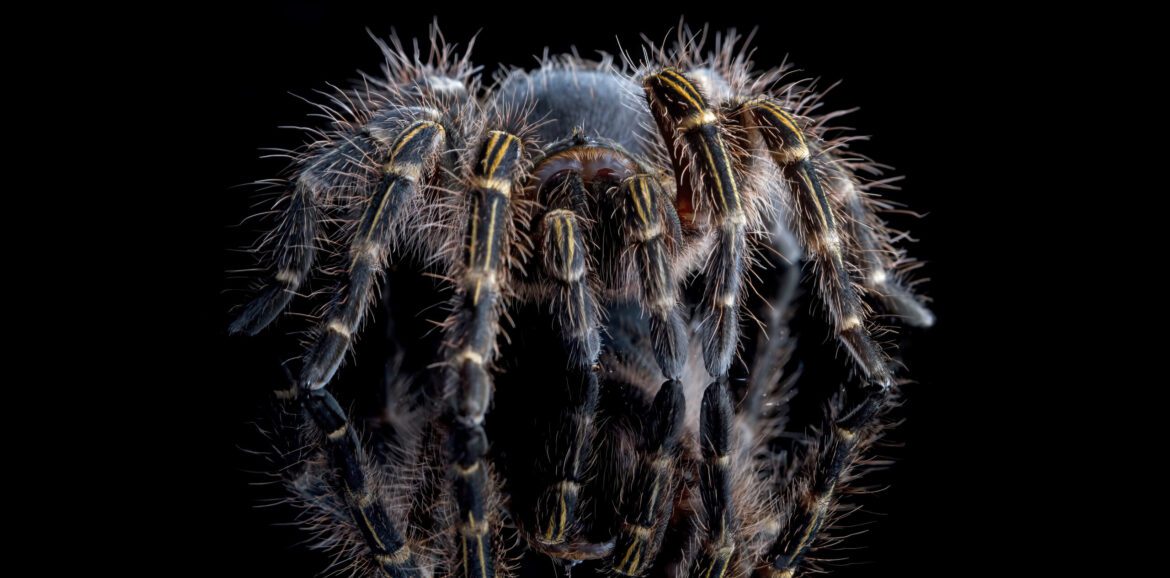 Grammostola pulchripes