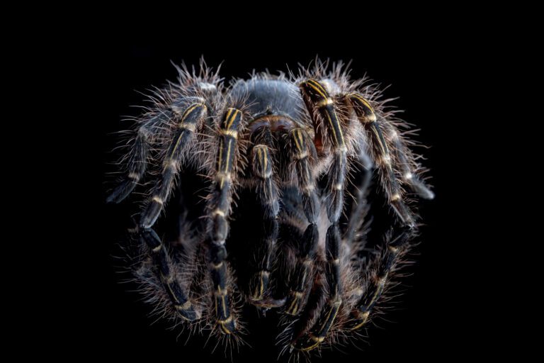 Grammostola pulchripes
