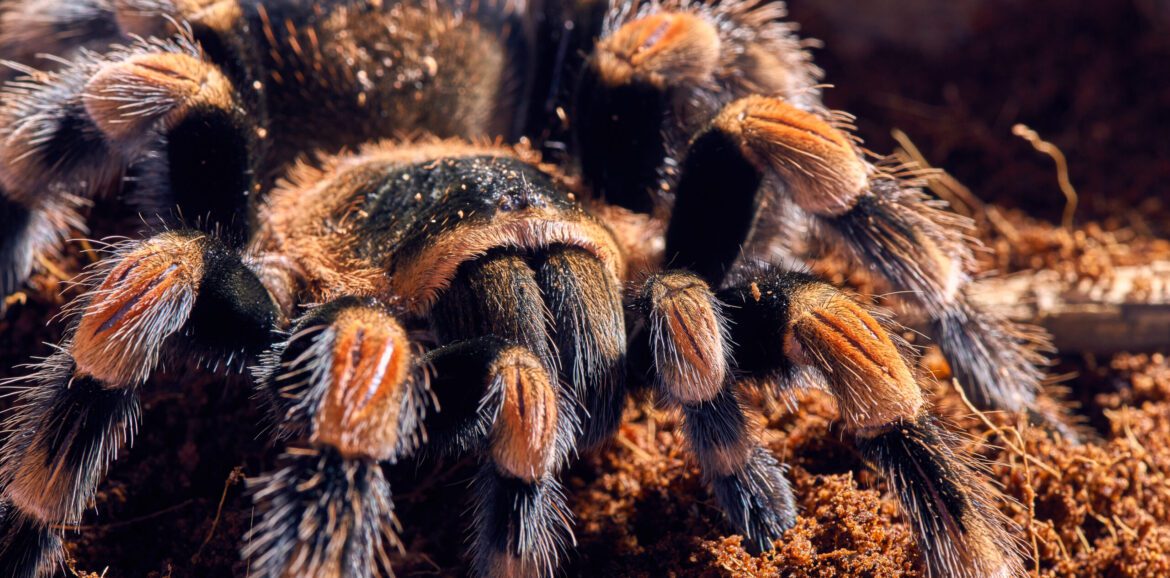 Brachypelma hamorii