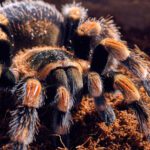 Brachypelma hamorii