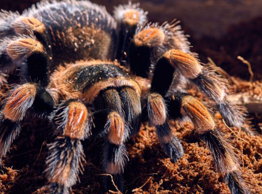 Brachypelma hamorii