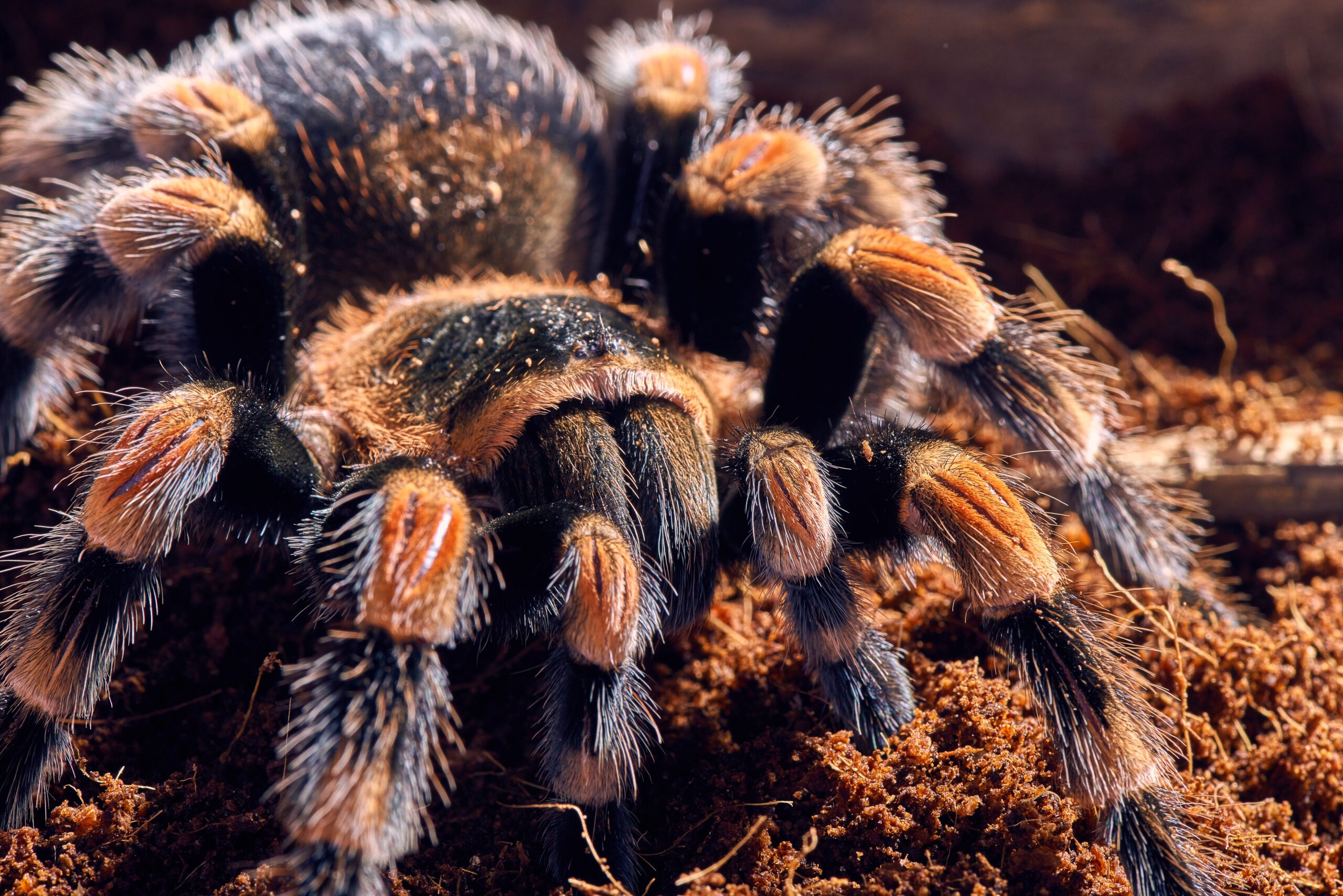 Brachypelma hamorii
