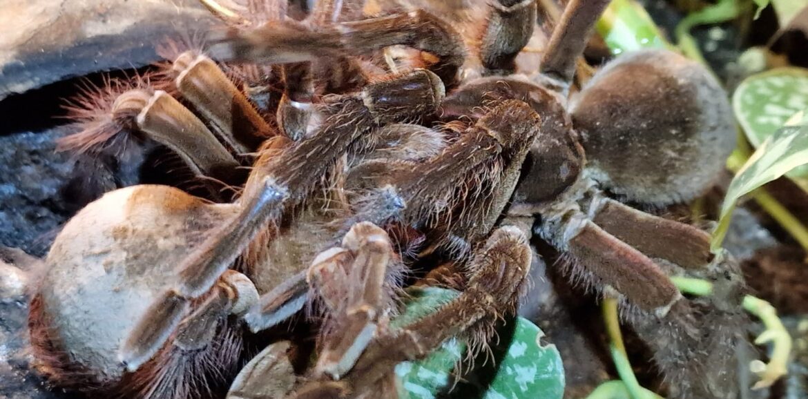 Vogelspinnen Zucht