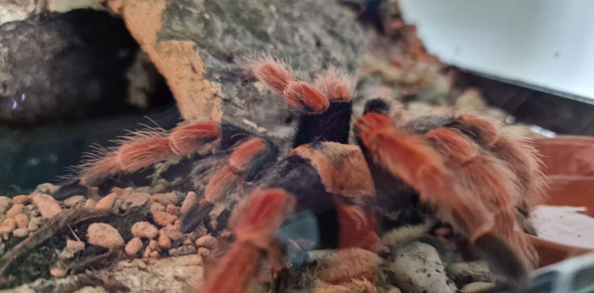 Brachypelma boehmei