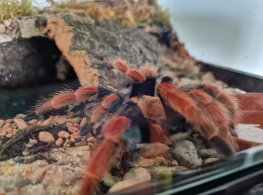 Brachypelma boehmei