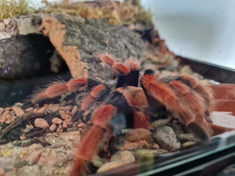 Brachypelma boehmei