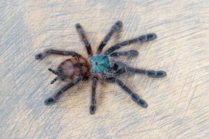Caribena versicolor