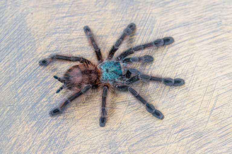 Caribena versicolor