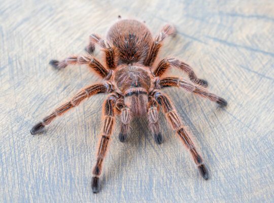 Grammostola rosea