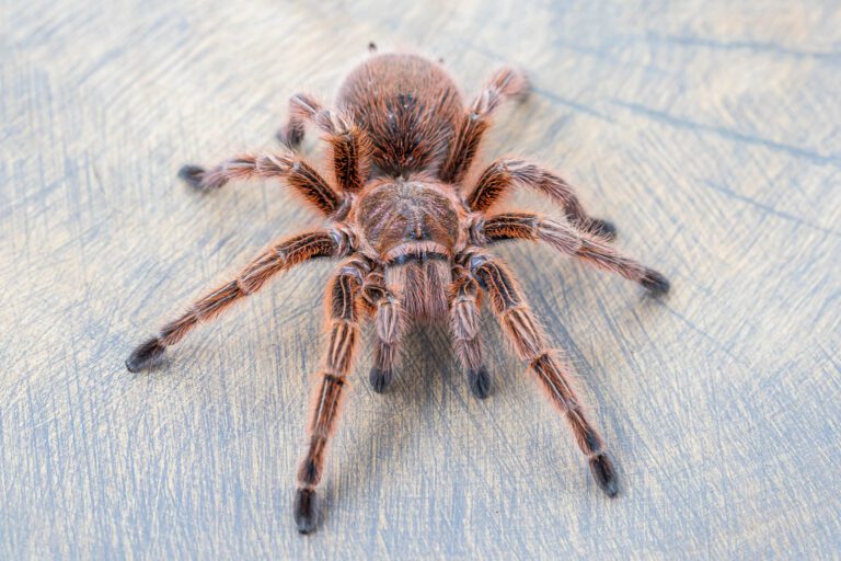 Grammostola rosea