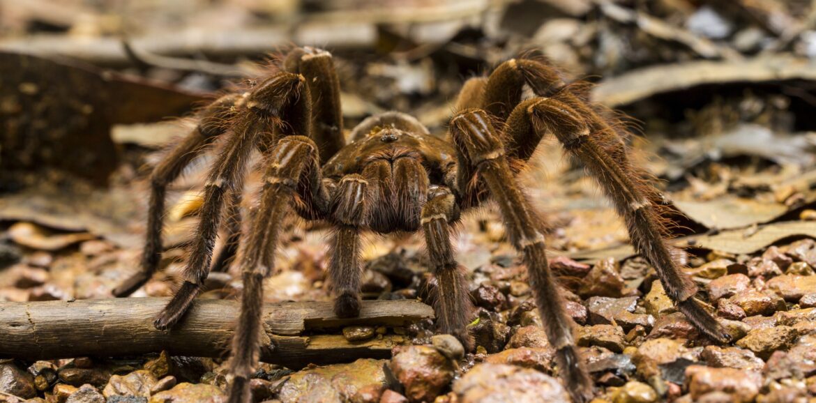 Theraphosa blondi