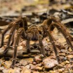 Theraphosa blondi