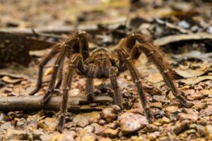 Theraphosa blondi