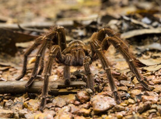 Theraphosa blondi