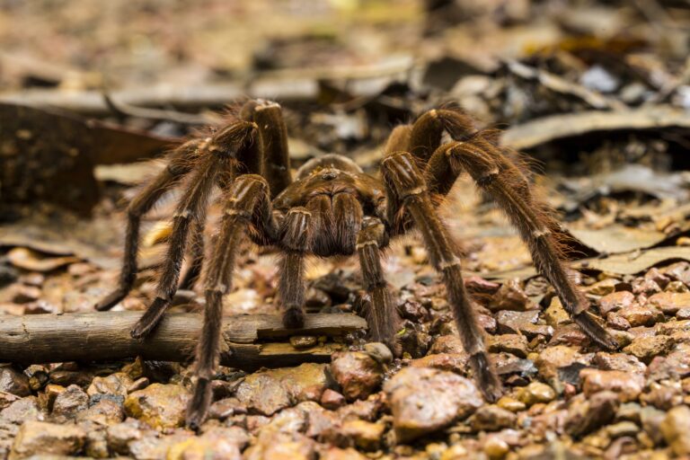 Theraphosa blondi