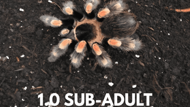 1.0-Sub-adult