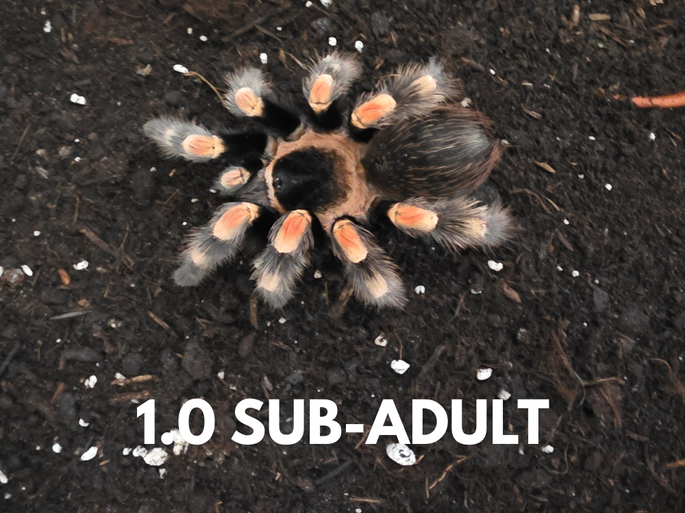 1.0-Sub-adult