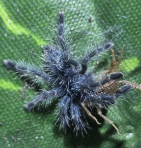 Caribena versicolor