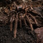 Theraphosa apophysis