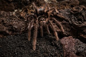 Bild einer Theraphosa apophysis Vogelspinne