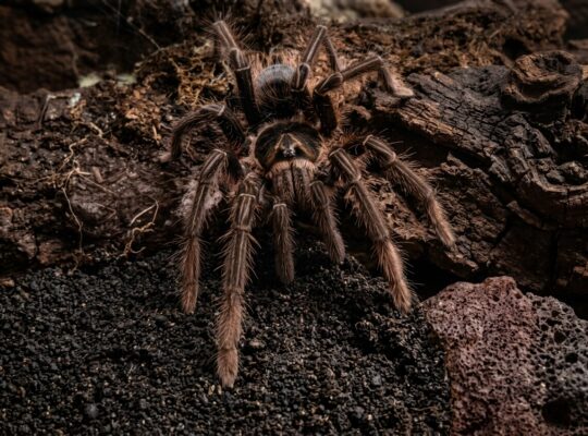 Bild einer Theraphosa apophysis Vogelspinne